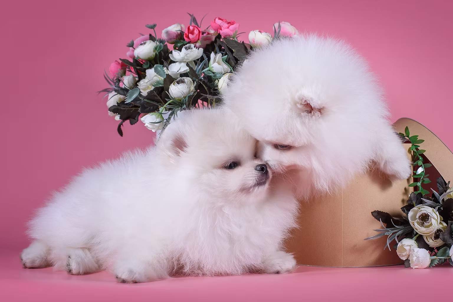 You are currently viewing Pomeranian Puppies London