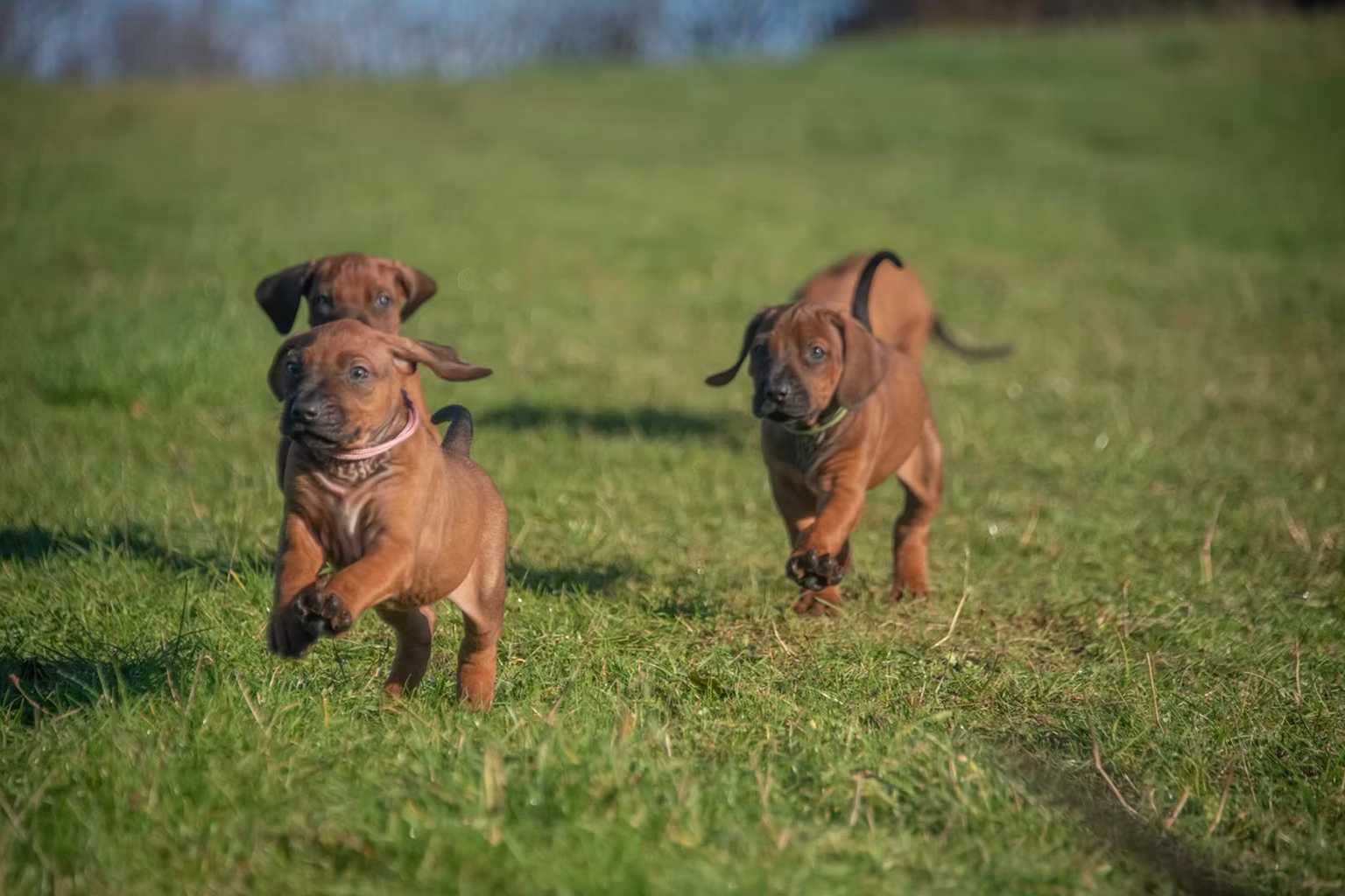You are currently viewing Zejak Rhodesian Ridgebacks